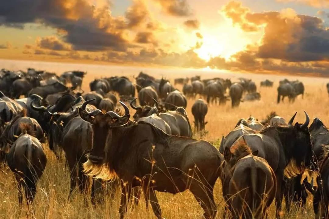 Kiedy jechać do Kenii? Najlepsze terminy na safari i plażę