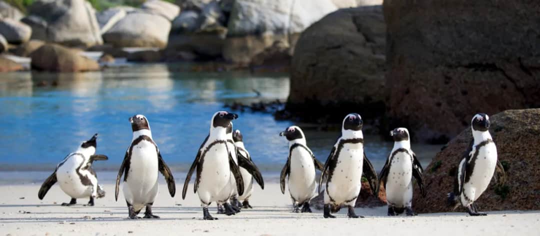 Zobacz pingwiny w Kapsztadzie: jak dotrzeć i poznać uroczą kolonię z bliska