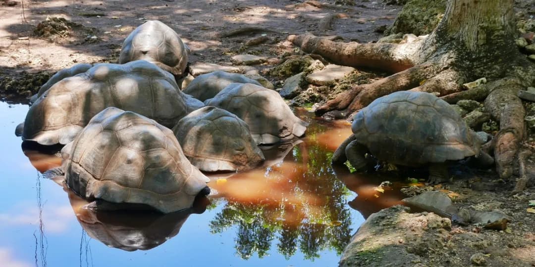 Wyspa Żółwi Zanzibar: Raj dla miłośników przygód i natury