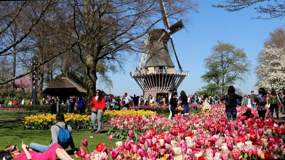 Keukenhof: kiedy najlepiej jechać? Poznaj idealny czas na wizytę