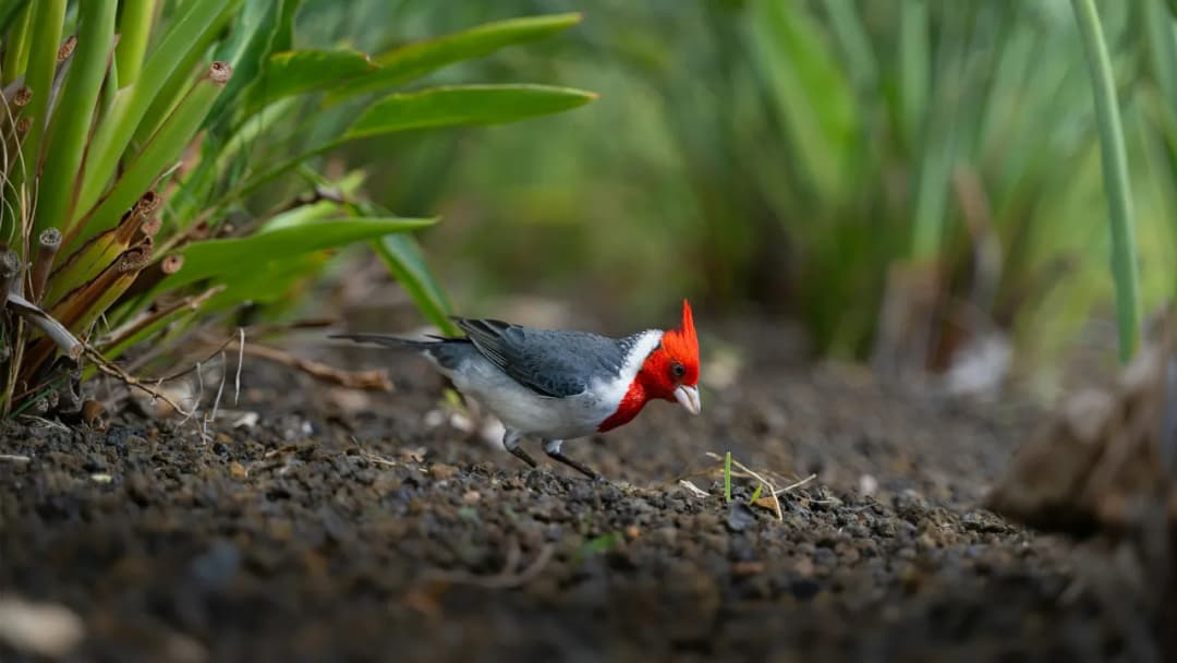 Niezwykła przyroda Hawajów - wszystko o fascynującej faunie i florze